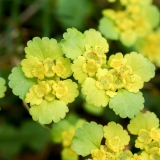 Chrysosplenium alternifolium, Wechselblättriges Milzkraut