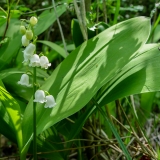 Convallaria majalis, Maiglöckchen