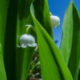 Convallaria majalis, Maiglöckchen