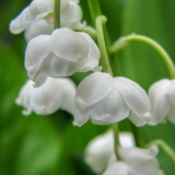 Convallaria majalis, Maiglöckchen