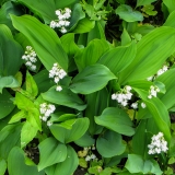 Convallaria majalis, Maiglöckchen