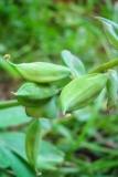 Corydalis cava, Hohlknolliger Lerchensporn