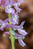 Corydalis cava, Hohlknolliger Lerchensporn