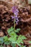 Corydalis cava, Hohlknolliger Lerchensporn