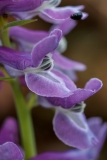 Corydalis cava, Hohlknolliger Lerchensporn