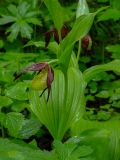 Cypripedium calceolus, Frauenschuh