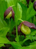 Cypripedium calceolus, Frauenschuh