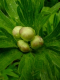 Cypripedium calceolus, Frauenschuh