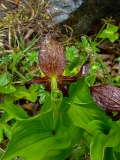 Cypripedium calceolus, Frauenschuh