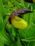 Cypripedium calceolus, Frauenschuh