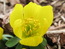 Eranthis hyemalis / Winterling