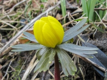 Eranthis hyemalis / Winterling