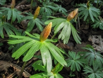 Eranthis hyemalis / Winterling