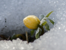 Eranthis hyemalis / Winterling