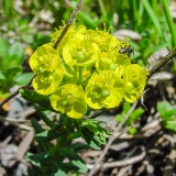 Euphorbia cyparissias, Zypressenblättrige Wolfsmilch