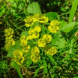 Euphorbia cyparissias, Zypressenblättrige Wolfsmilch