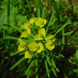 Euphorbia cyparissias, Zypressenblättrige Wolfsmilch