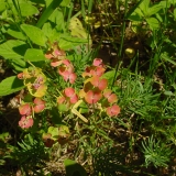 Euphorbia cyparissias, Zypressenblättrige Wolfsmilch