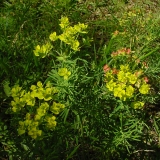 Euphorbia cyparissias, Zypressenblättrige Wolfsmilch