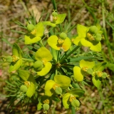 Euphorbia cyparissias, Zypressenblättrige Wolfsmilch