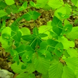 Euphorbia dulcis, Süsse Wolfsmilch