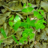 Euphorbia dulcis, Süsse Wolfsmilch