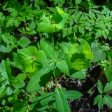 Euphorbia dulcis, Süsse Wolfsmilch