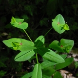 Euphorbia dulcis, Süsse Wolfsmilch