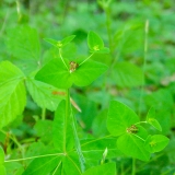 Euphorbia dulcis, Süsse Wolfsmilch