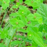 Euphorbia dulcis, Süsse Wolfsmilch