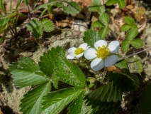 Fragaria vesca, Wald-Erdbeere