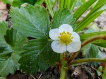 Fragaria vesca, Wald-Erdbeere