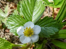 Fragaria vesca, Wald-Erdbeere