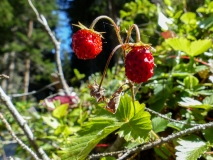 Fragaria vesca, Wald-Erdbeere