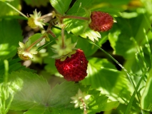 Fragaria vesca, Wald-Erdbeere