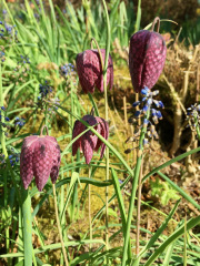 Fritillaria meleagris	/ Perlhuhn-Schachblume