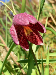 Fritillaria meleagris	/ Perlhuhn-Schachblume