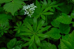 Galium odoratum / Echter Waldmeister