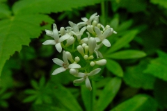 Galium odoratum / Echter Waldmeister