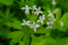 Galium odoratum / Echter Waldmeister