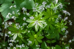 Galium odoratum / Echter Waldmeister