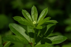 Galium odoratum / Echter Waldmeister