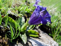 Gentiana acaulis, Koch'scher Enzian