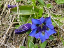 Gentiana acaulis, Koch'scher Enzian