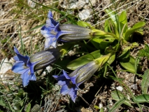 Gentiana acaulis, Koch'scher Enzian