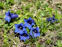 Gentiana acaulis, Koch'scher Enzian