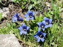 Gentiana acaulis, Koch'scher Enzian