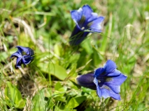 Gentiana acaulis, Koch'scher Enzian