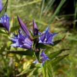 Gentiana asclepiadea, Schwalbenwurz-Enzian