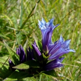 Gentiana asclepiadea, Schwalbenwurz-Enzian